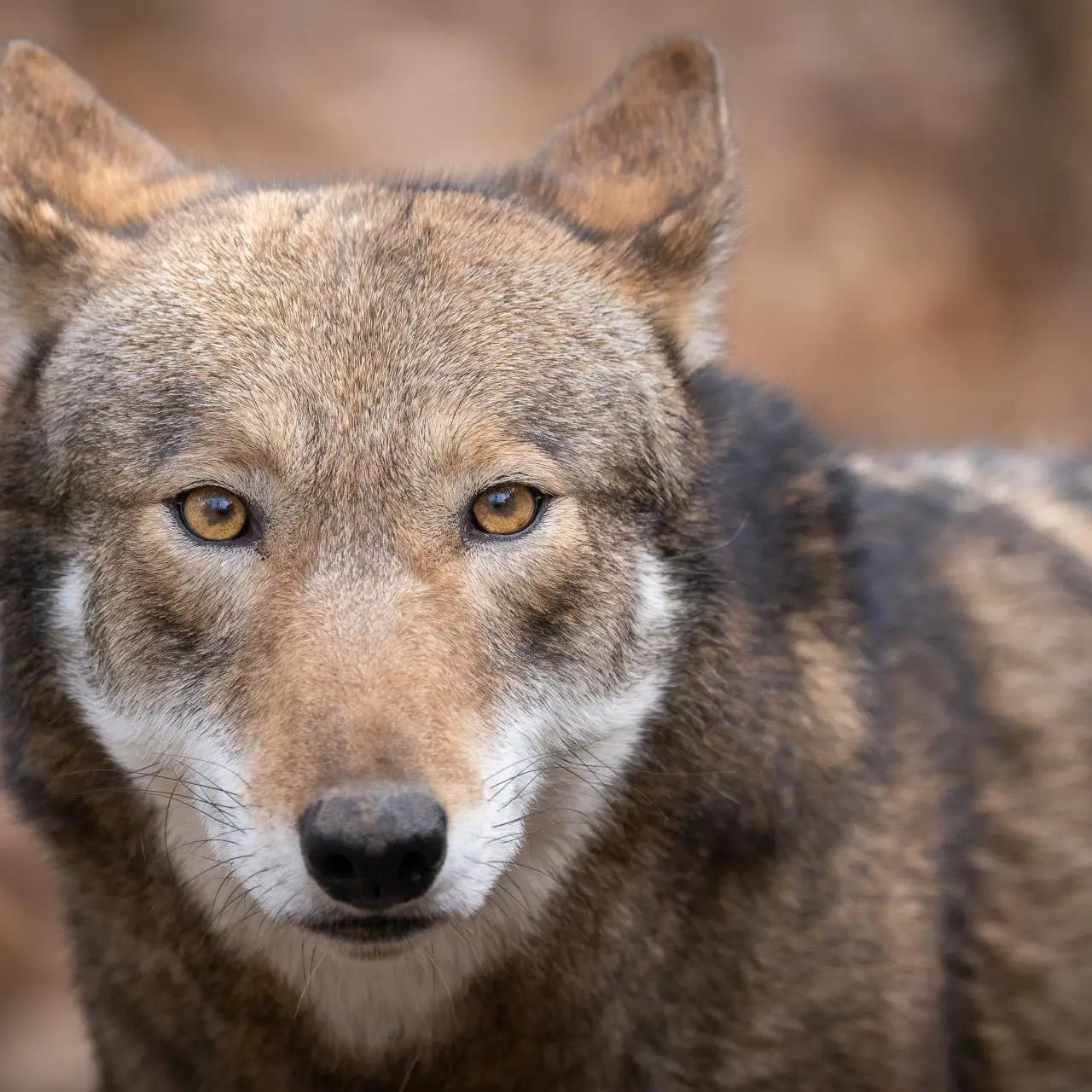 Yggdrasil Urban Wildlife Rescue Saving Our City's Wildlife