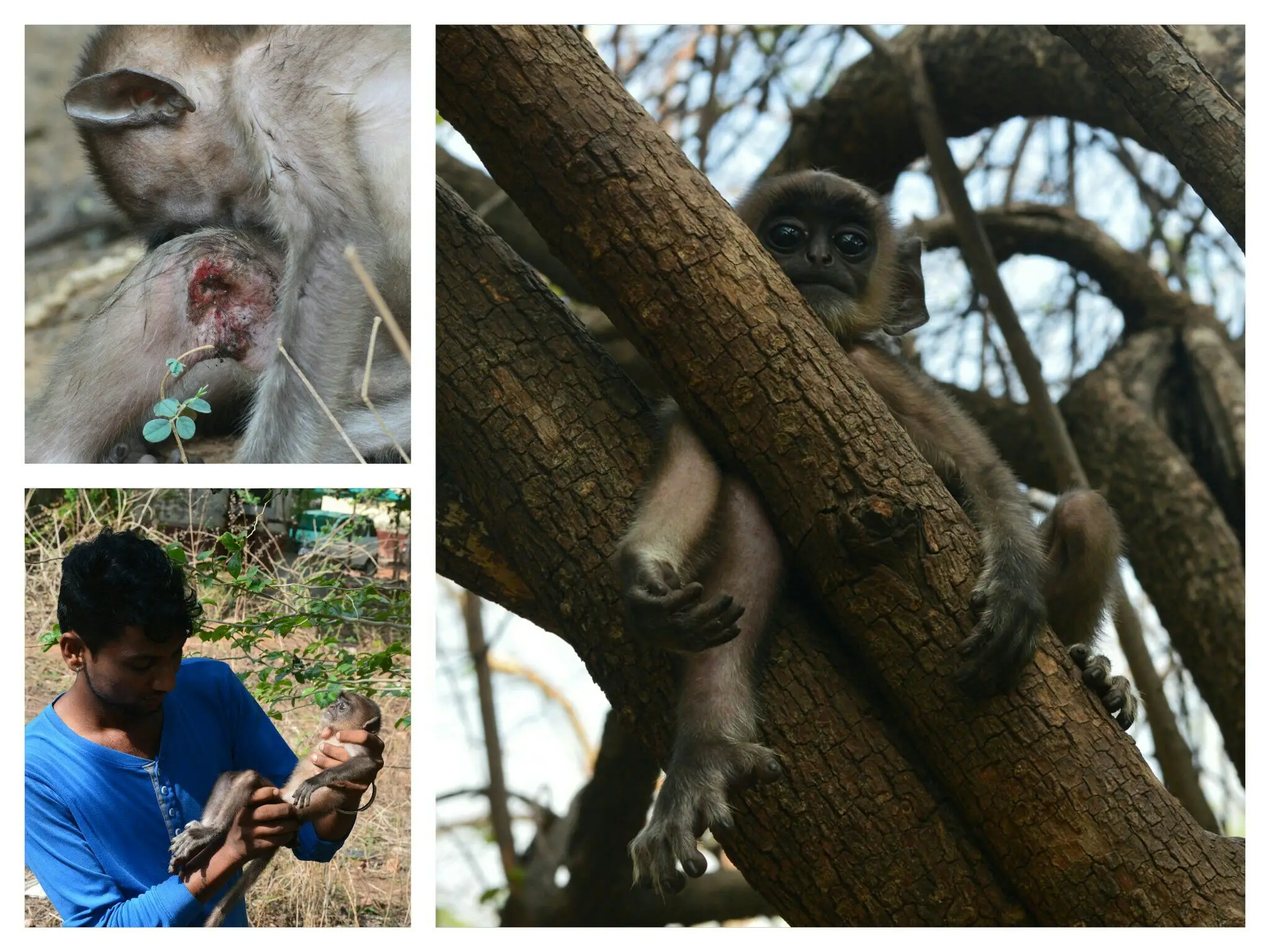 Yggdrasil Urban Wildlife Rescue Saving Our City's Wildlife