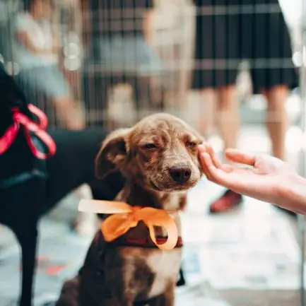 SPCA Humane Organization Adoption Finding Your New Best Friend
