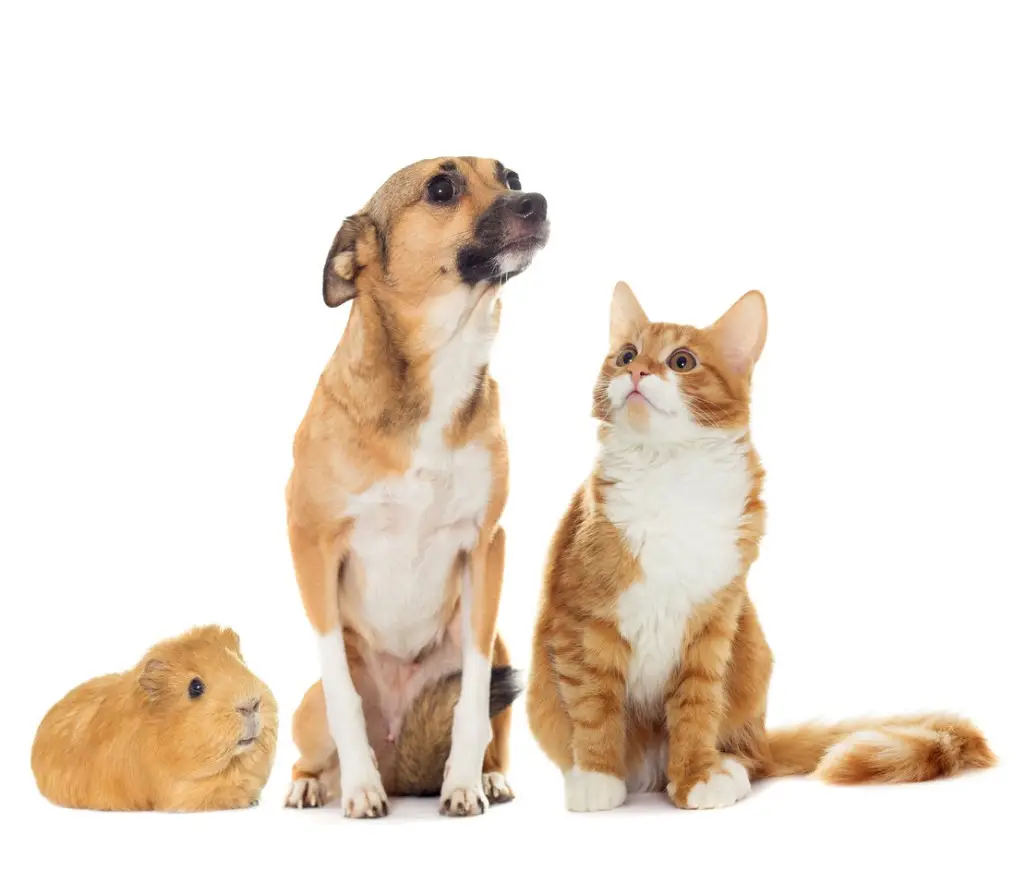 SPCA Humane Organization Adoption Finding Your New Best Friend