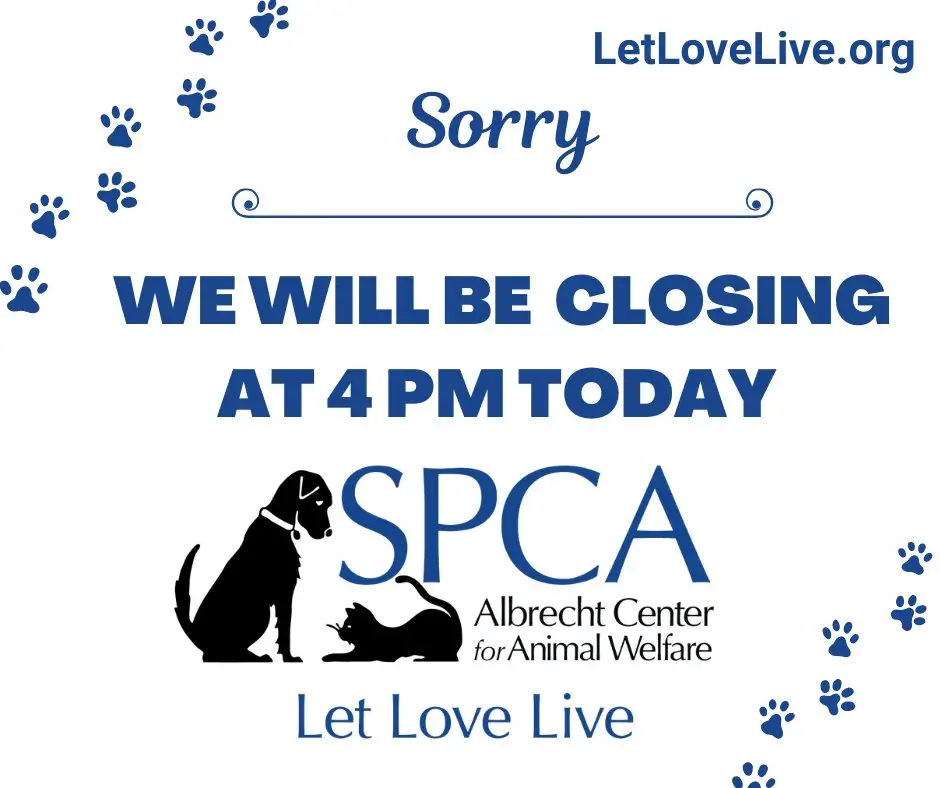 Why You Should Consider Adopting a Pet from SPCA Albrecht Center for Animal Welfare