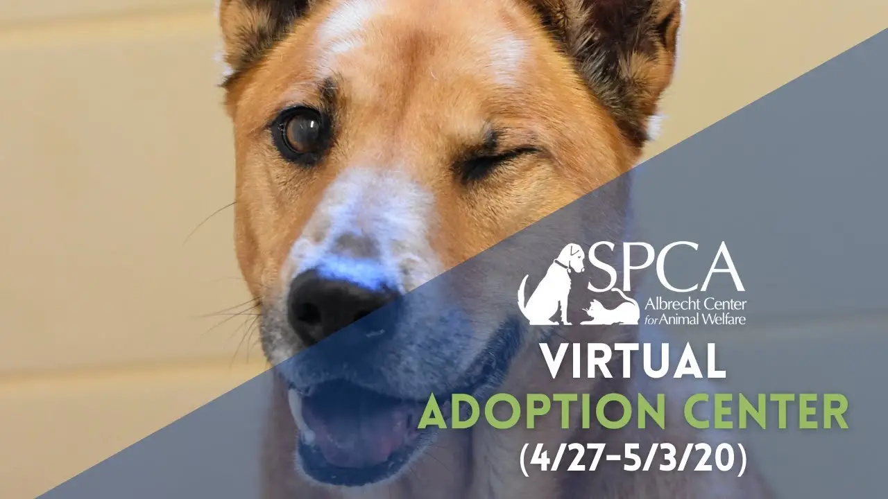 Why You Should Consider Adopting a Pet from SPCA Albrecht Center for Animal Welfare