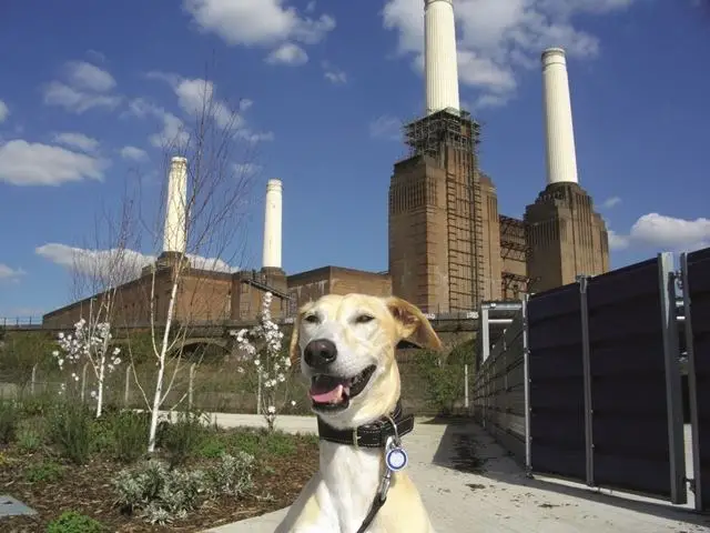 Adopting a Furry Friend at Battersea Dogs Home