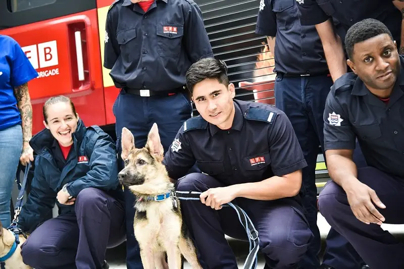 Adopting a Furry Friend at Battersea Dogs Home