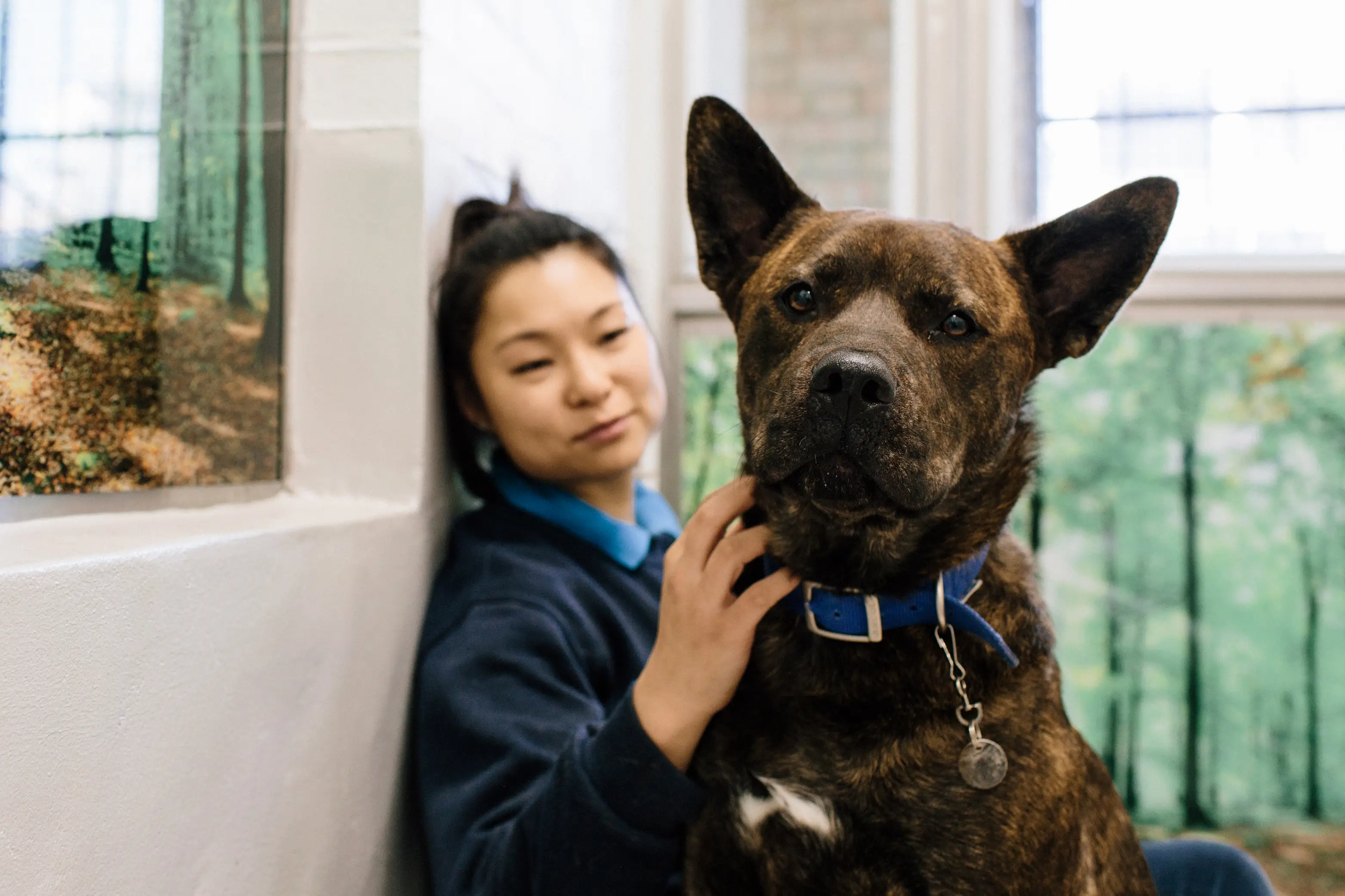 Adopting a Furry Friend at Battersea Dogs Home