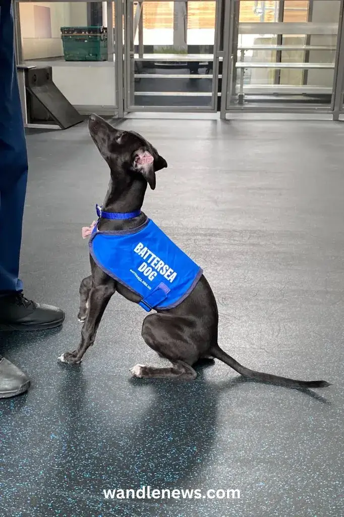 Adopting a Furry Friend at Battersea Dogs Home