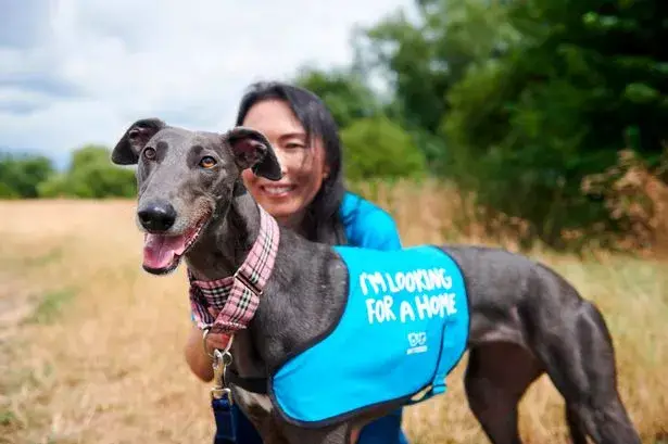 Adopting a Furry Friend at Battersea Dogs Home