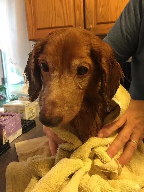Bucks County Dachshund Rescue Finding Loving Homes for Abandoned Pups
