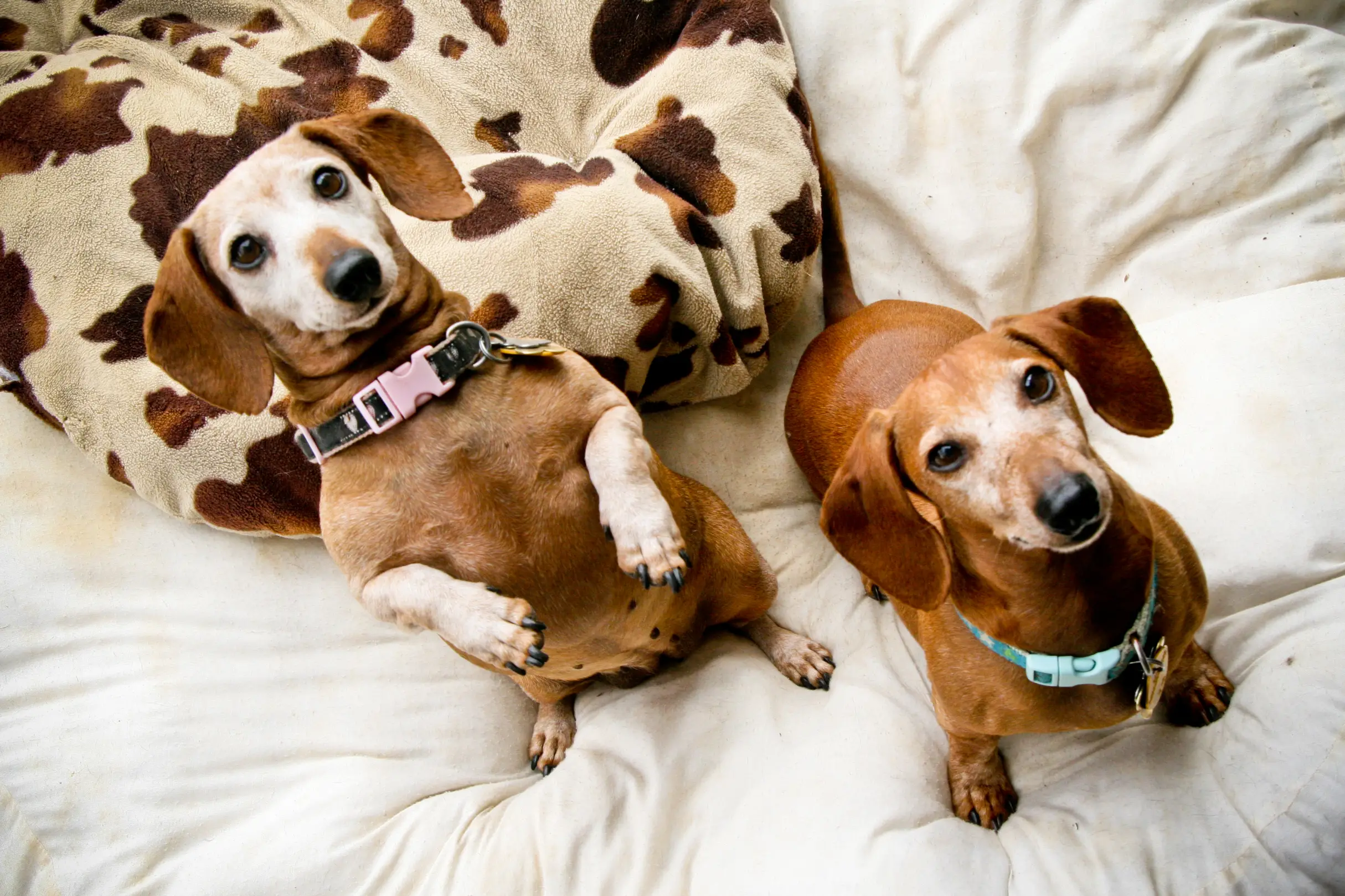 Bucks County Dachshund Rescue Finding Loving Homes for Abandoned Pups