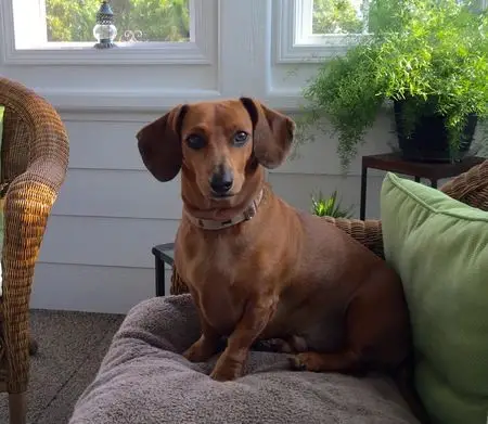 Bucks County Dachshund Rescue Finding Loving Homes for Abandoned Pups