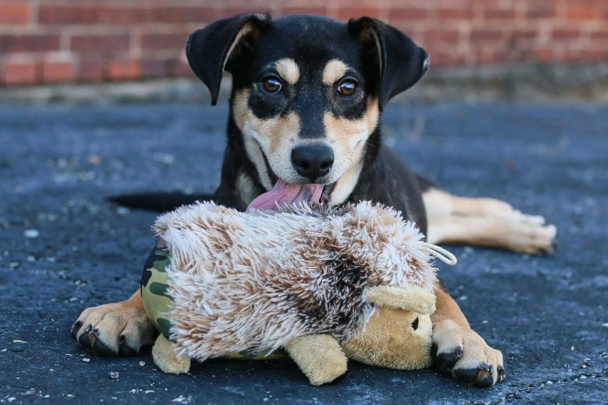 Adopt Your Fur-ever Friend A Guide to Danbury Animal Welfare Society Adoption