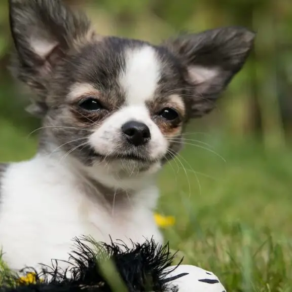 Tiny Tails Dog Rescue Giving Abandoned Dogs a New Home