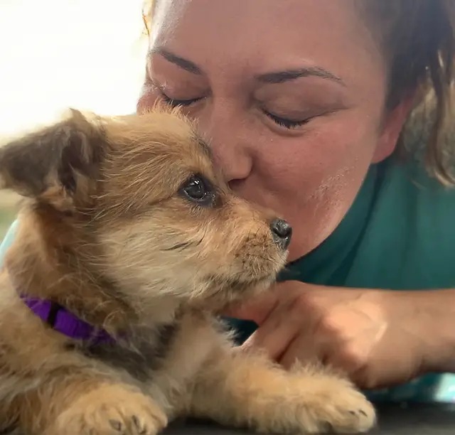 Tiny Tails Dog Rescue Giving Abandoned Dogs a New Home