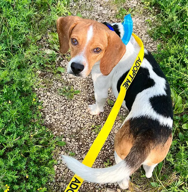 Tiny Tails Dog Rescue Giving Abandoned Dogs a New Home