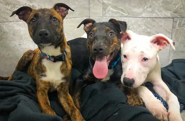 Tiny Tails Dog Rescue Giving Abandoned Dogs a New Home