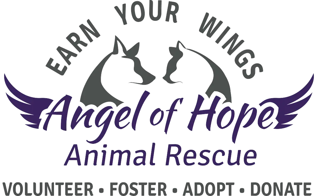 How Paws Angels Dog Rescue Is Making a Difference in Animal Welfare