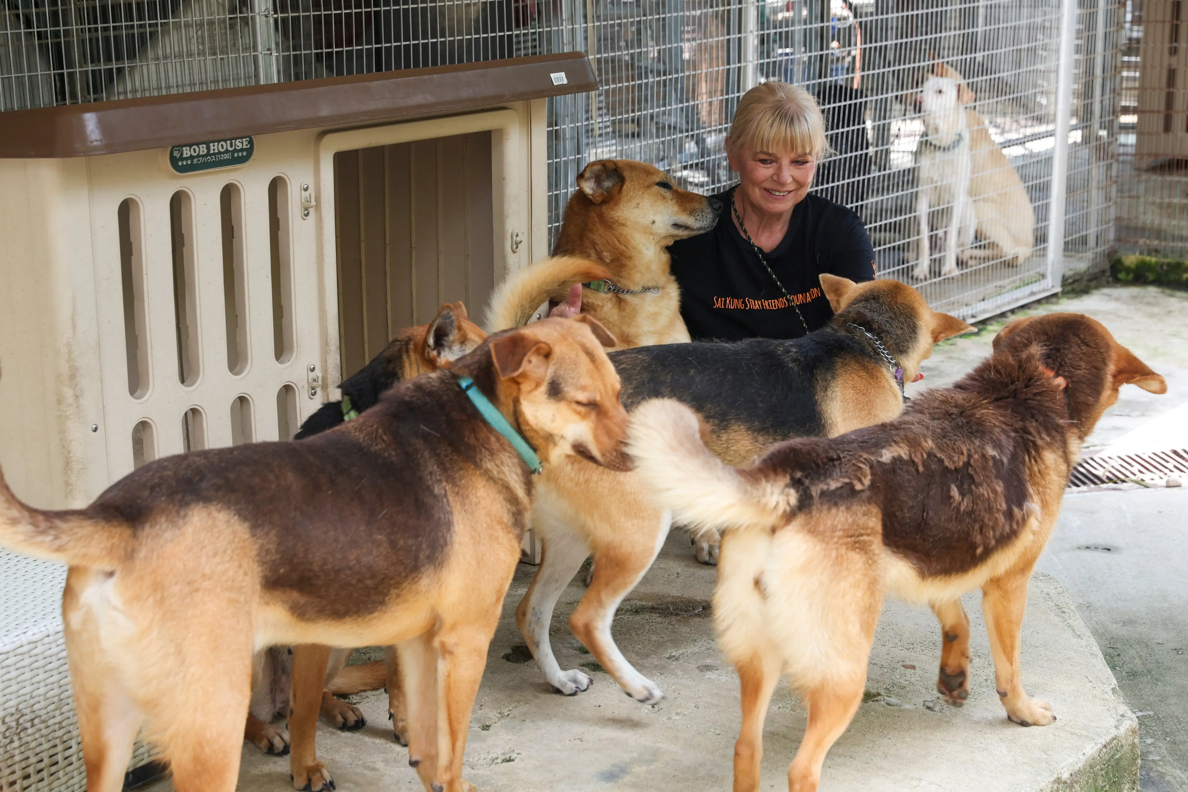 How Animal Rescue and Shelter Foundation Saves Lives -