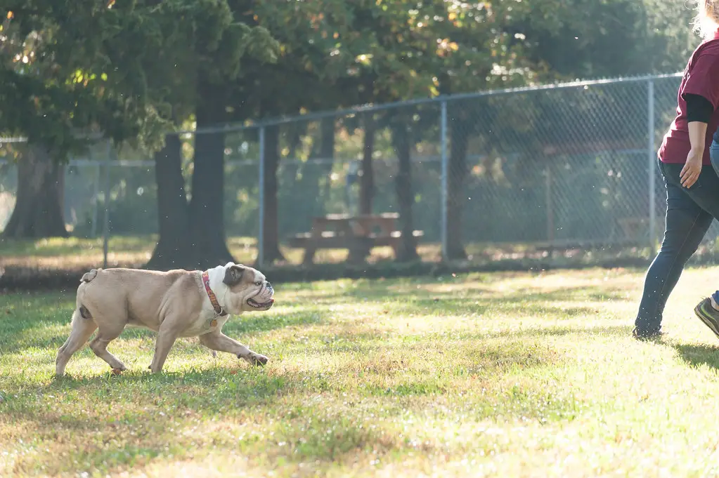 City Dogs City Kitties Rescue Saving Lives One Furry Friend at a Time