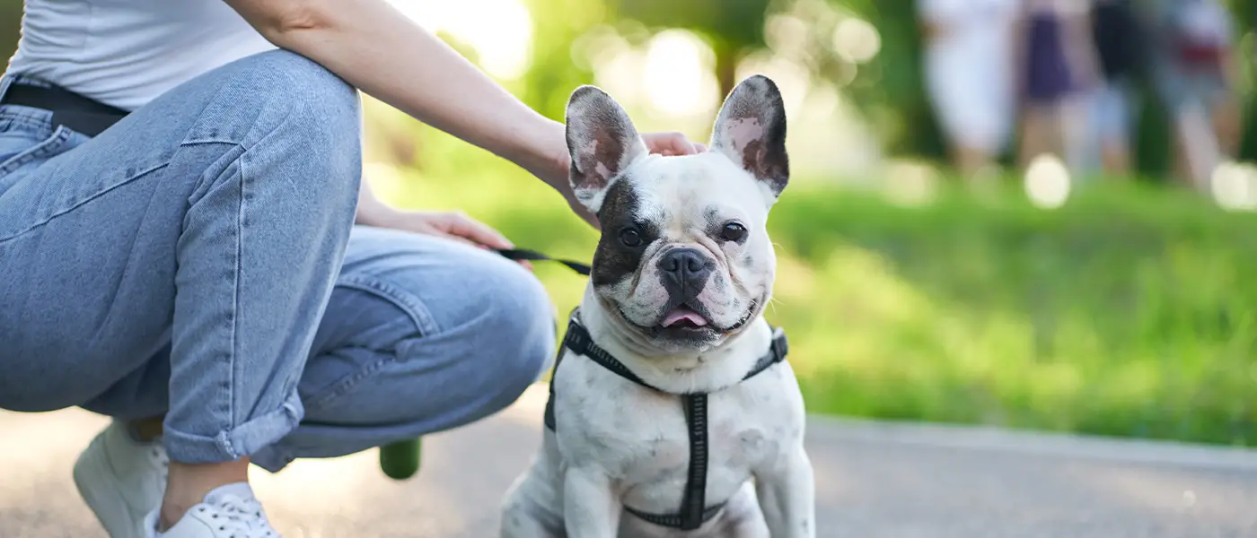 City Dogs City Kitties Rescue Saving Lives One Furry Friend at a Time