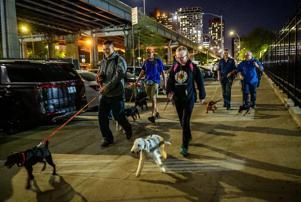 City Dogs City Kitties Rescue Saving Lives One Furry Friend at a Time