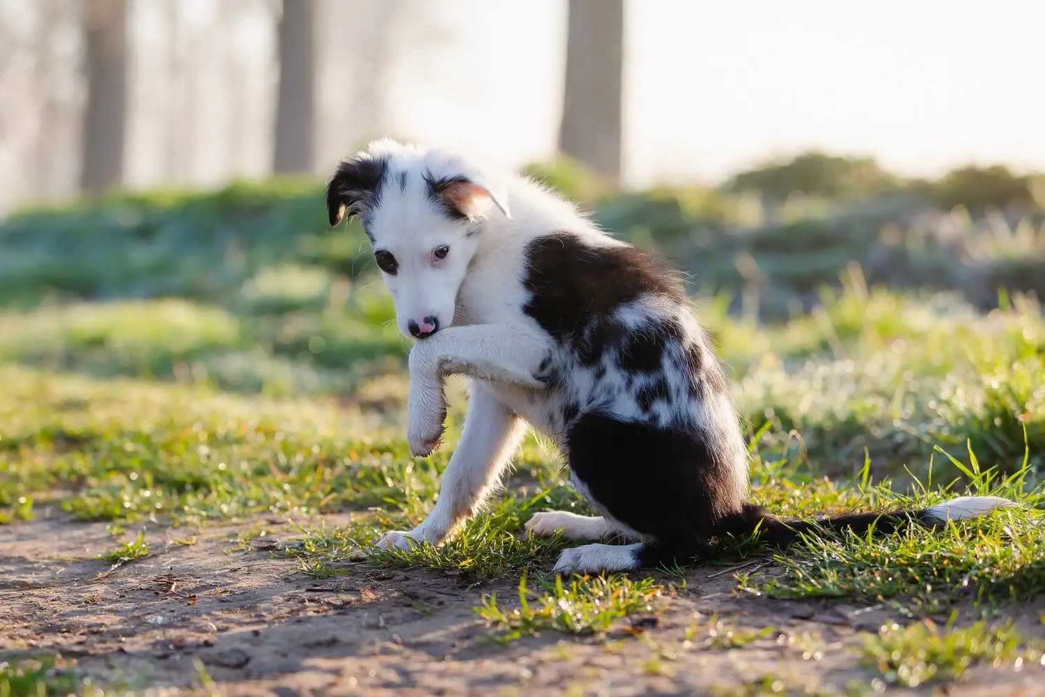 City Dogs City Kitties Rescue Saving Lives One Furry Friend at a Time