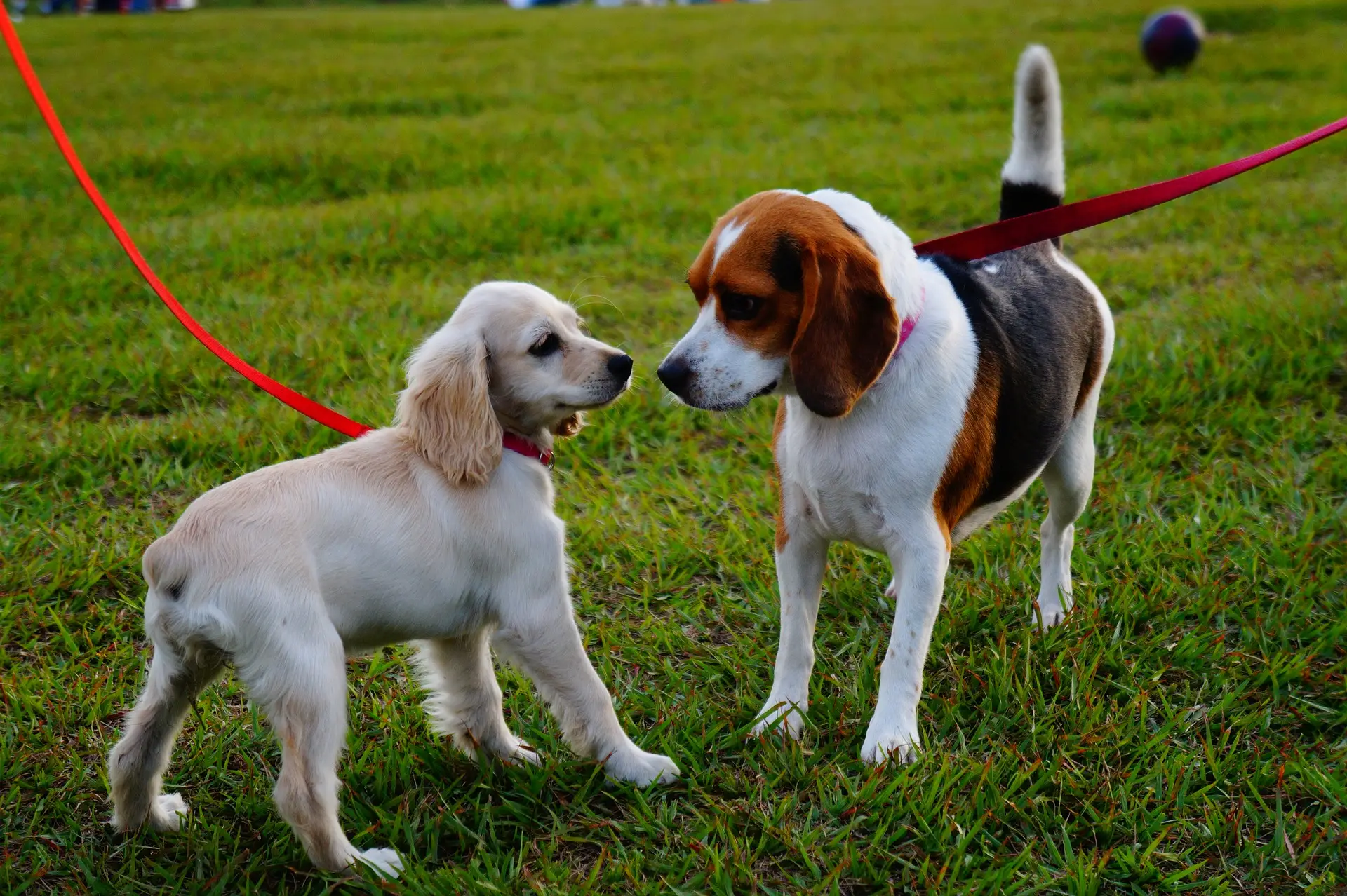 City Dogs City Kitties Rescue Saving Lives One Furry Friend at a Time