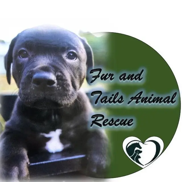 How Tails Animal Rescue is Making a Difference in the Lives of Animals