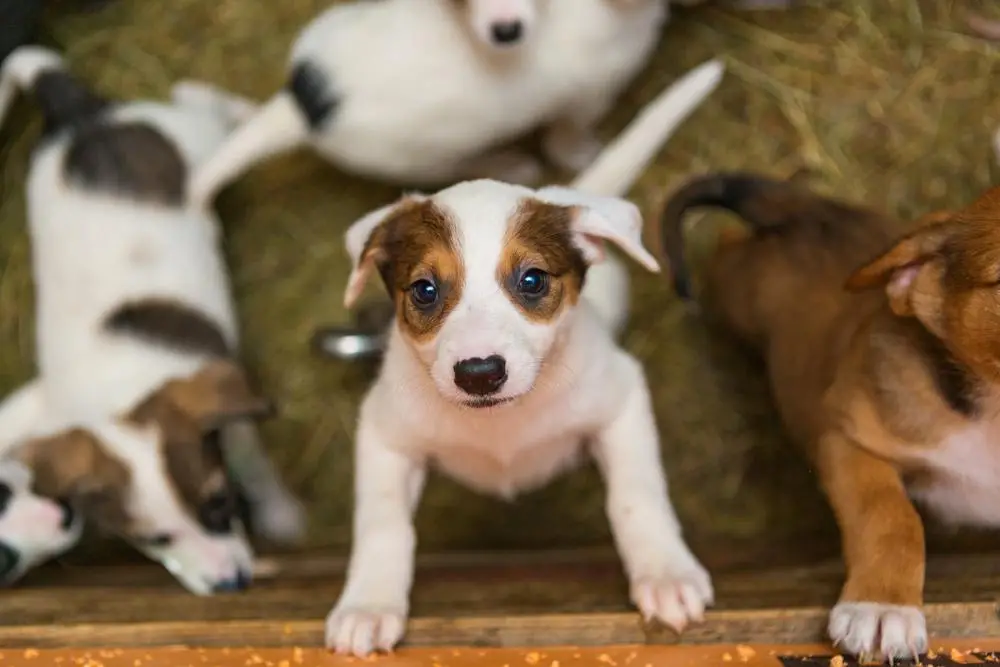 How to Support Local Dog Rescue Groups Tips and Resources