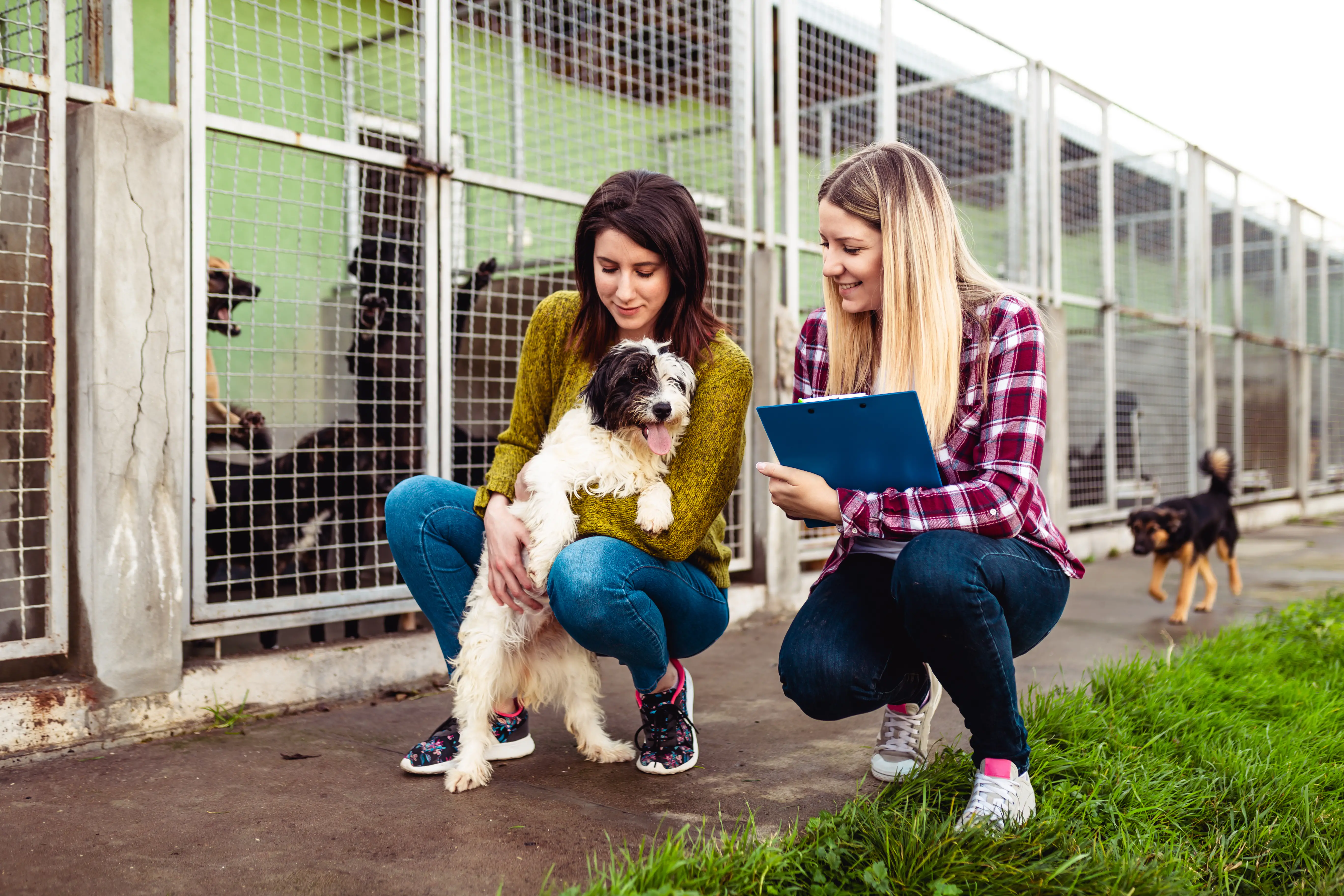 How to Support Local Dog Rescue Groups Tips and Resources