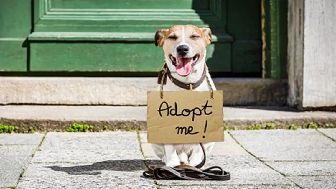 How to Support Local Dog Rescue Groups Tips and Resources