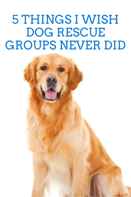 How to Support Local Dog Rescue Groups Tips and Resources