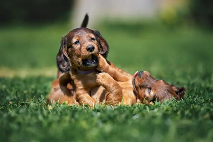 Joining a Puppy Organization