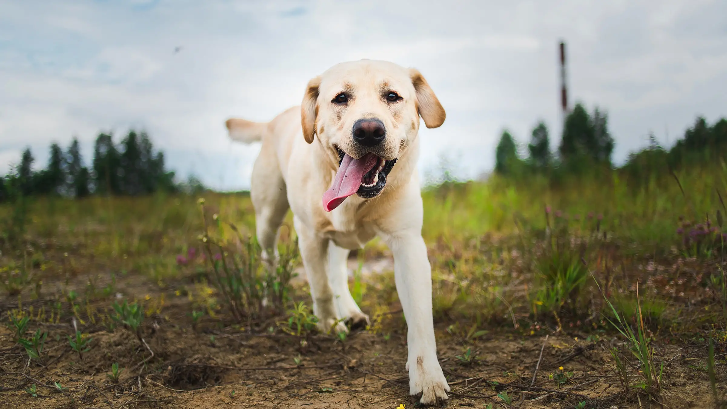 Why Stray Haven Rescue is the Best Place to Adopt a Furry Friend