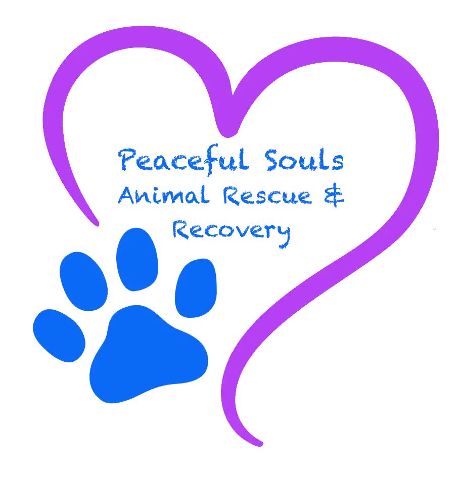 Saving Lives Heart and Soul Dog and Cat Rescue