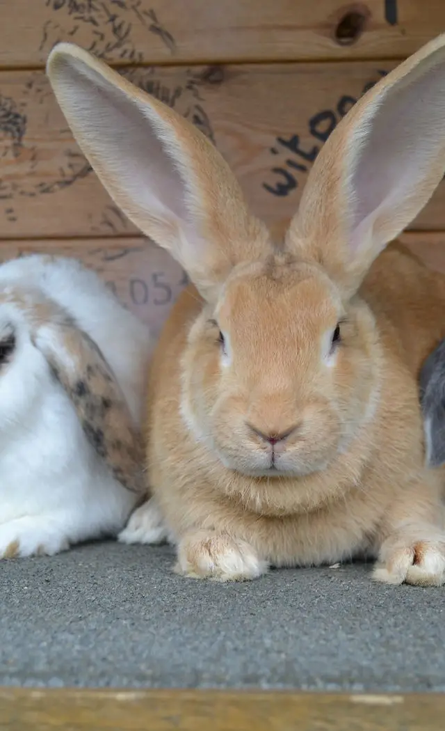 Why Joining a Rabbit Society is Beneficial for Rabbit Owners