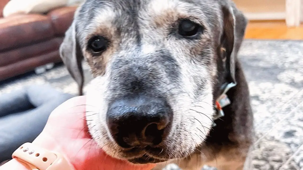 Vintage Dog Rescue Giving Senior Dogs a Second Chance