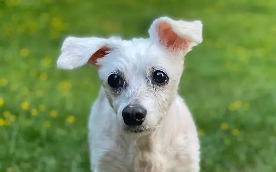 Vintage Dog Rescue Giving Senior Dogs a Second Chance