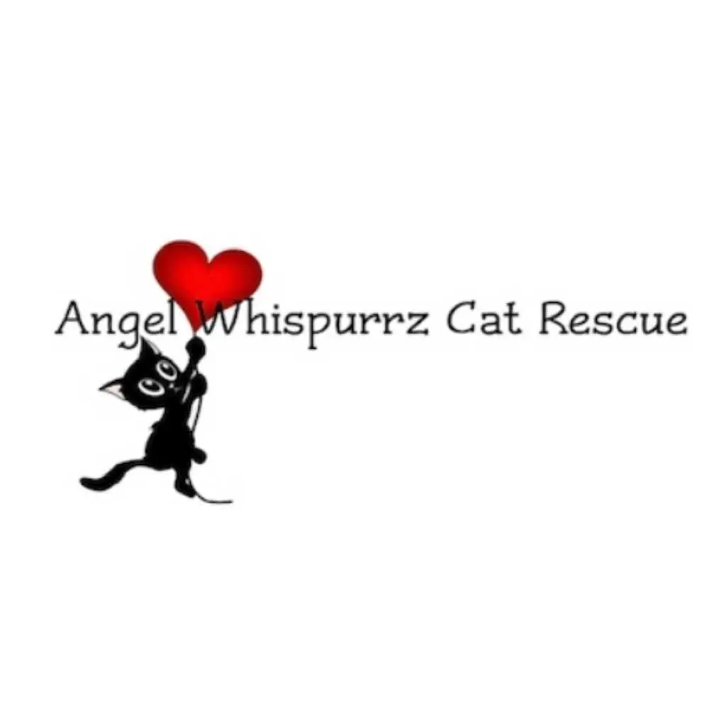 Angel Cat Rescue Saving Feline Lives One Meow at a Time