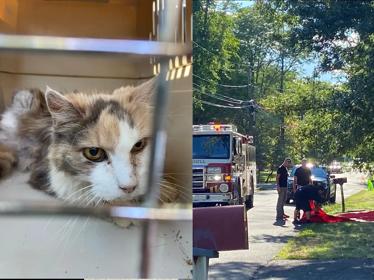 Angel Cat Rescue Saving Feline Lives One Meow at a Time