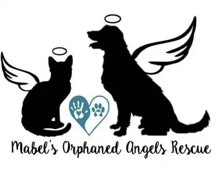 Angel Cat Rescue Saving Feline Lives One Meow at a Time