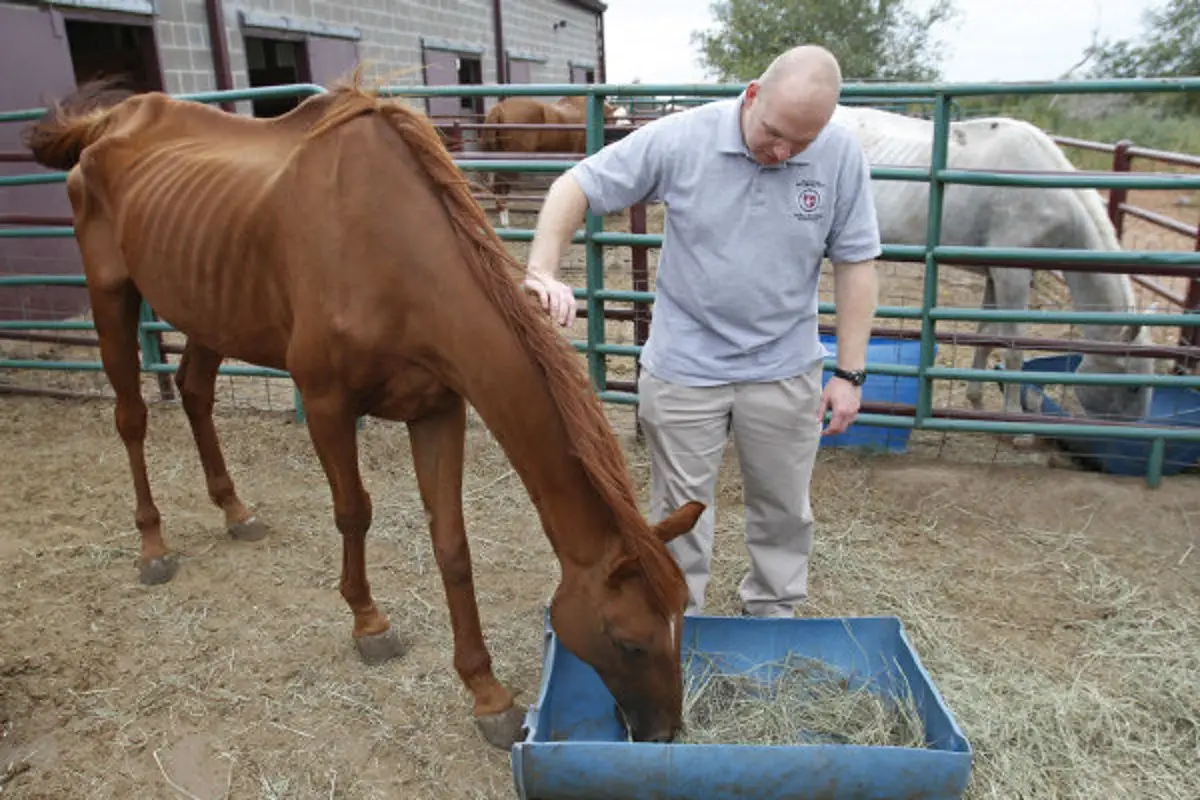 Blazes Tribute Equine Rescue Saving Horses One Life at a Time