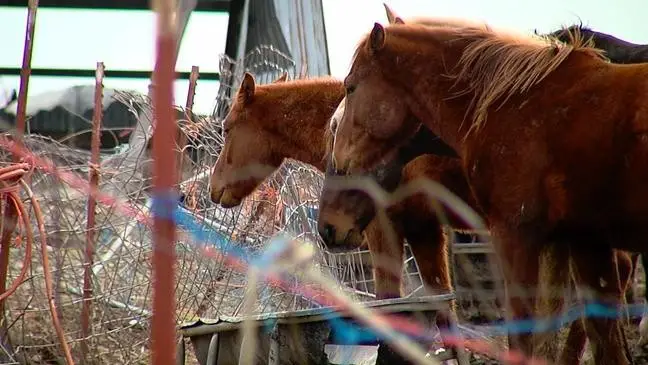 Blazes Tribute Equine Rescue Saving Horses One Life at a Time