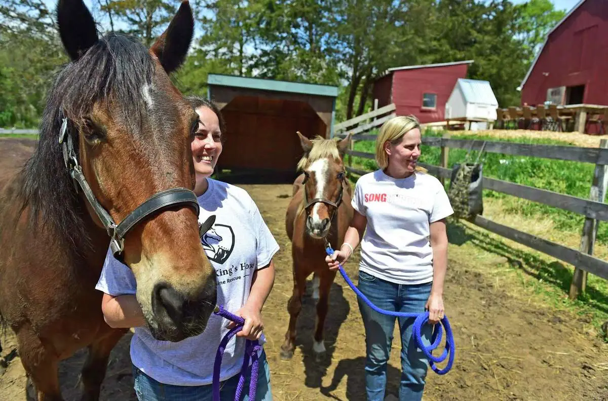 Blazes Tribute Equine Rescue Saving Horses One Life at a Time