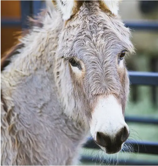 Blazes Tribute Equine Rescue Saving Horses One Life at a Time