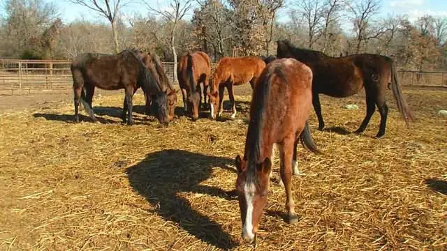 Blazes Tribute Equine Rescue Saving Horses One Life at a Time