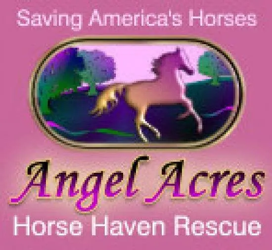How Horse Haven Rescue is Saving Horses from Neglect and Abuse