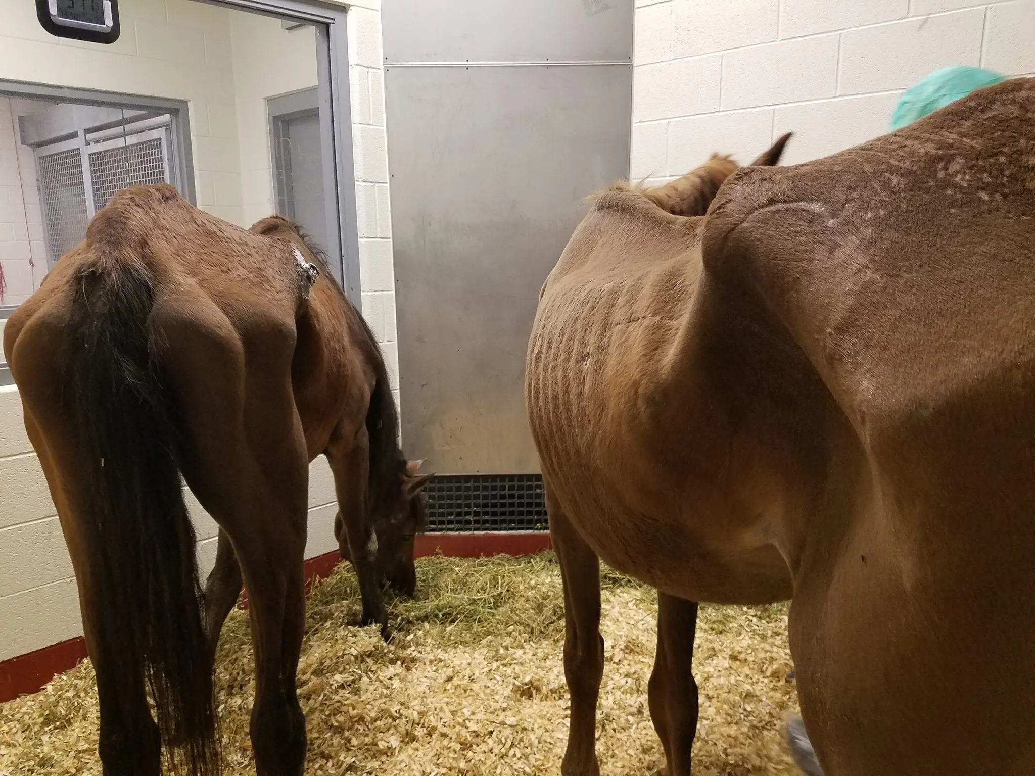 How Horse Haven Rescue is Saving Horses from Neglect and Abuse