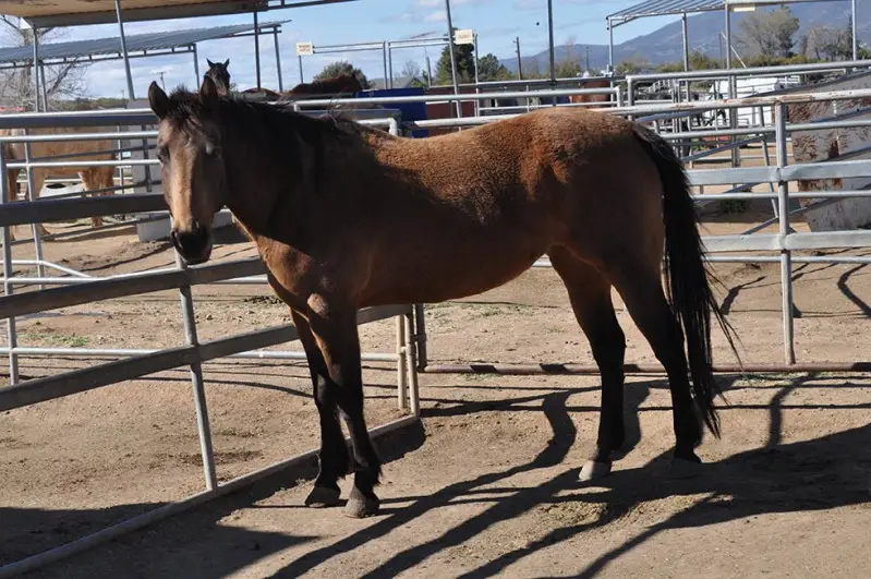 How Horse Haven Rescue is Saving Horses from Neglect and Abuse