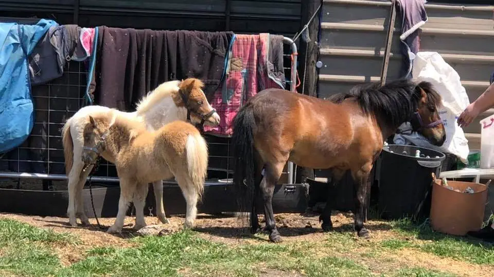 How Horse Haven Rescue is Saving Horses from Neglect and Abuse