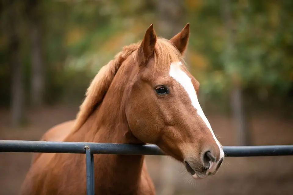 How Horse Haven Rescue is Saving Horses from Neglect and Abuse